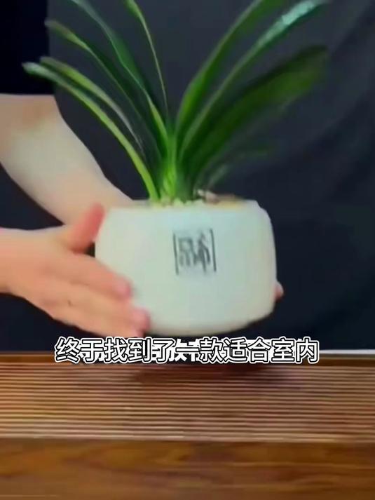 叶片宽厚如玉,君子兰混养秘籍,搭配多肉打造微型生态园