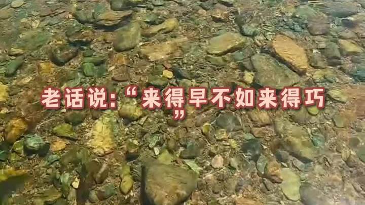 4月29日进山发现密密麻麻的山坑鱼仔1