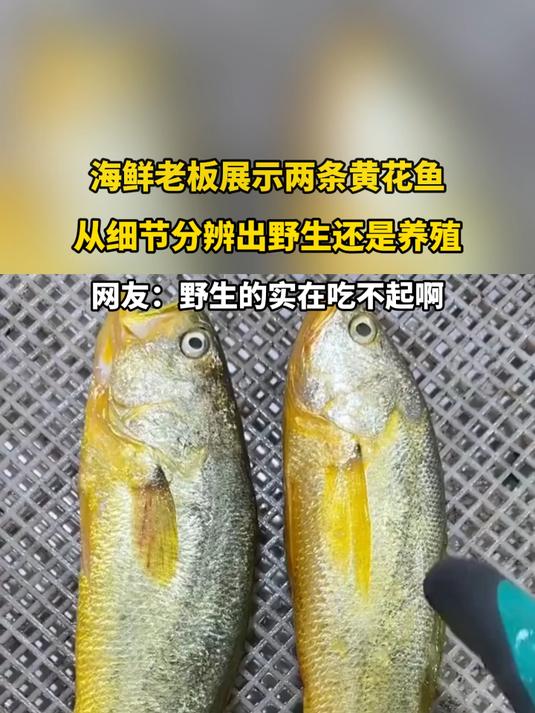 海鲜老板展示两条黄花鱼，从细节分辨出野生还是养殖