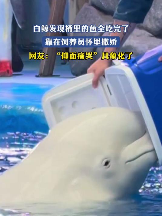白鲸发现桶里的鱼全吃完了，靠在饲养员怀里撒娇