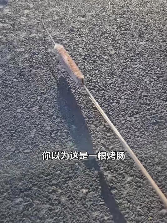 香蒲的种子很轻,一捏就爆
