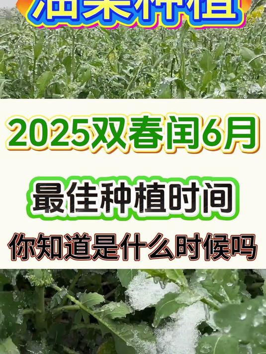 2025年双春年闰6月，油菜种植时间别搞错！