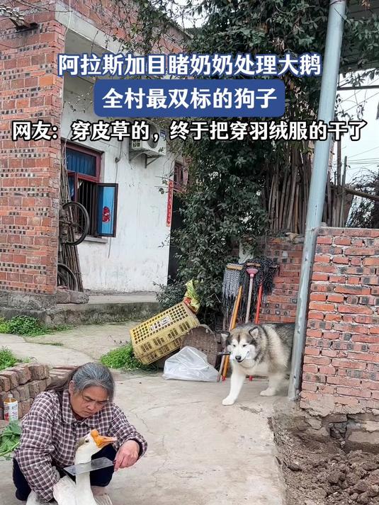 阿拉斯加目睹奶奶处理大鹅，全村最双标的狗子，网友：穿皮草的，终于把穿羽绒服的干了#马上就出