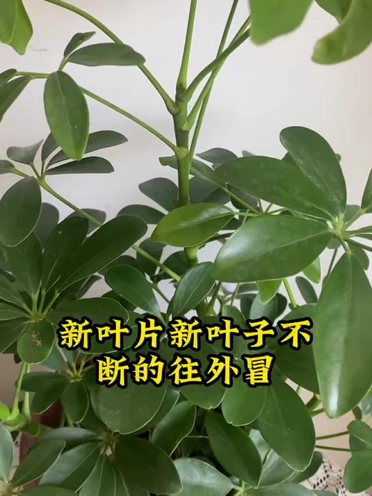 鸭掌木怎么养让它长得快,枝繁叶茂