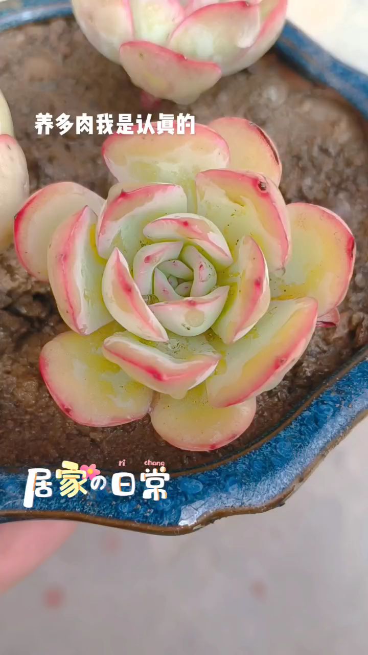 小清新多肉晨露