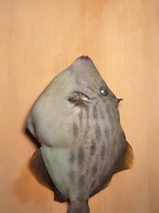 你知道扒皮鱼吗