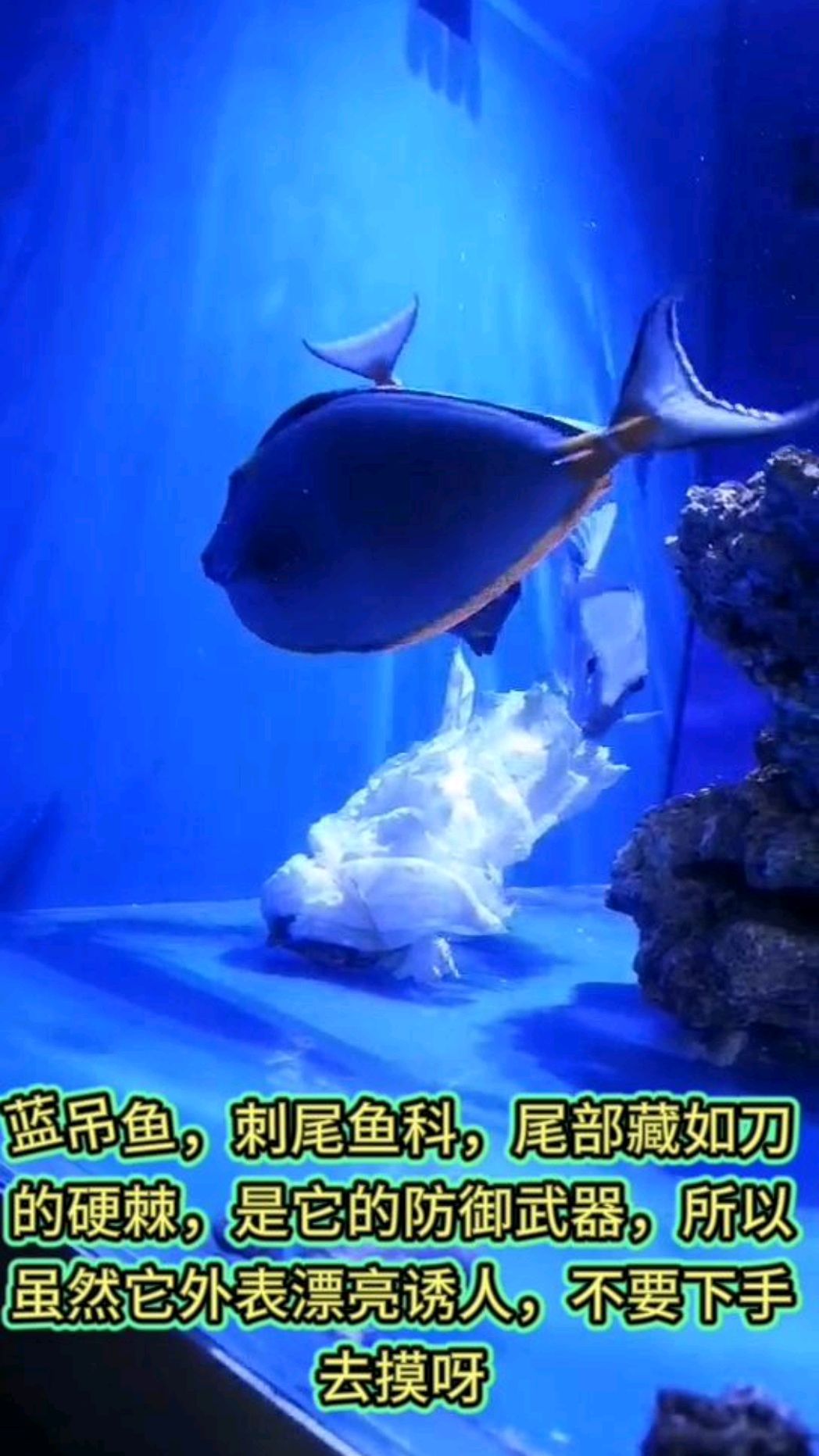 吃白菜的海水鱼,开胃小菜,蓝吊鱼开心极了