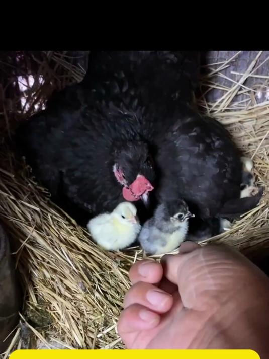 粉丝朋友给寄的塞拉玛蛋，让老抱给孵上今天出壳了