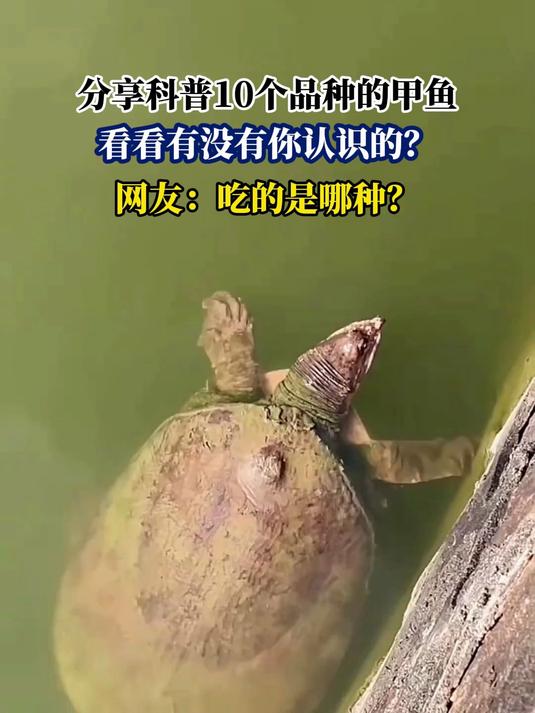 分享科普10个品种的甲鱼,看看有没有你认识的?网友:吃的是哪种