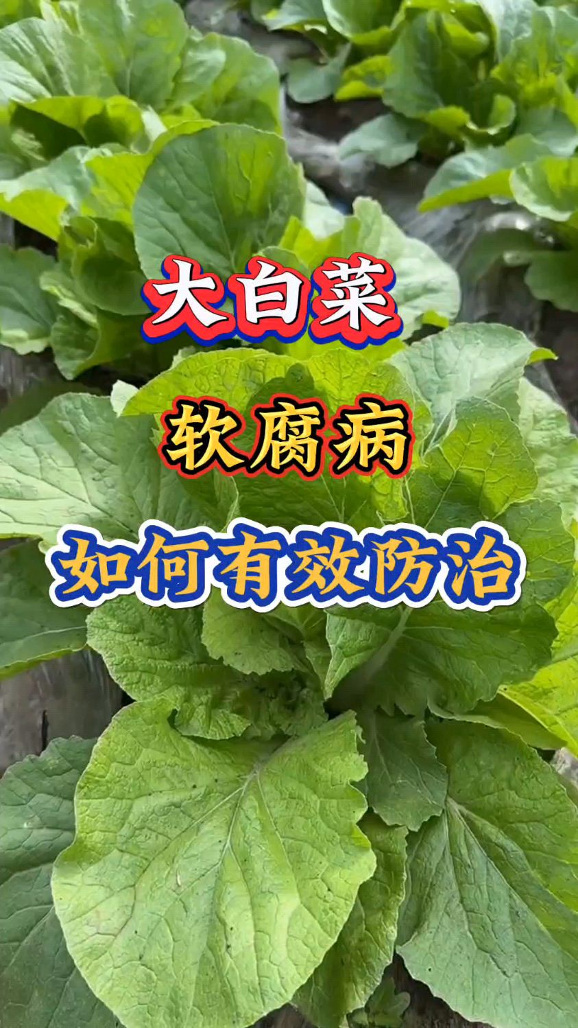 大白菜软腐病如何有效防治?