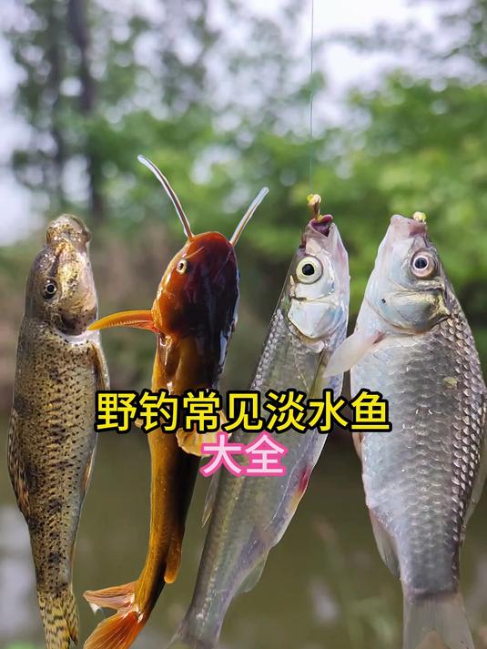 野钓常见淡水鱼你解锁了多少种