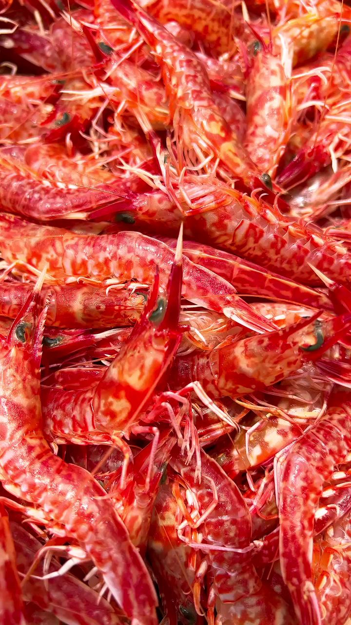 野生樱花虾深海虾补钙应季海虾可刺身白灼|东山岛海鲜