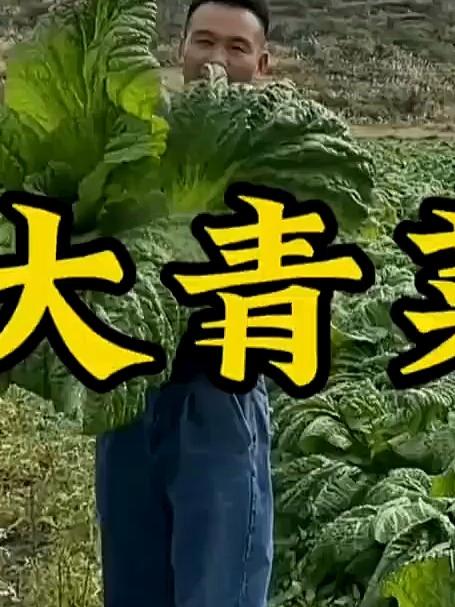 大姐拔出超大青菜叶,大到能遮脸,太惊人!
