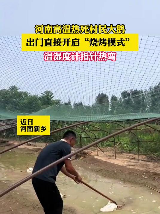 近日，河南高温，热死村民大鹅