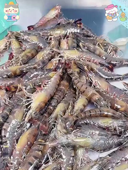 黑虎虾中的巨无霸,肉嫩无腥味