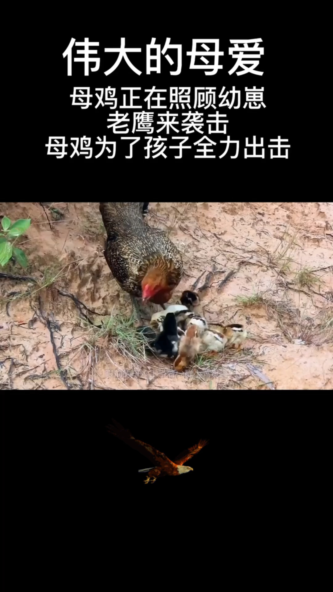 母鸡为了保护小鸡,与老鹰展开殊死搏斗