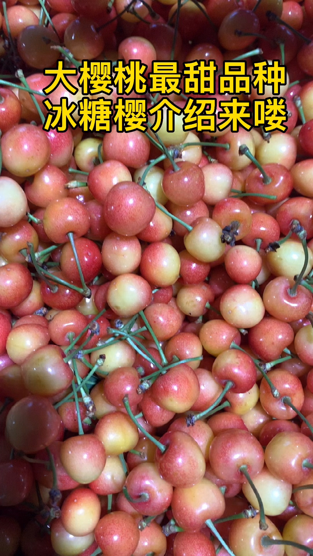 大樱桃最甜品种冰糖樱介绍