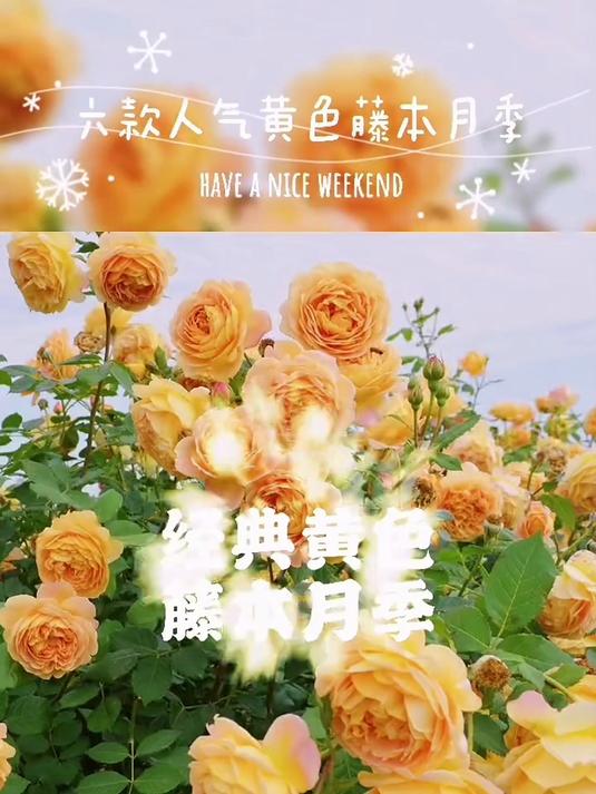 推荐6款经典黄色藤本月季!