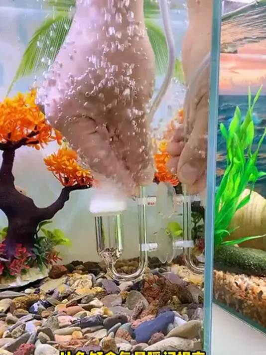 鱼缸细化有妙招 用它水质净还美 快来瞧