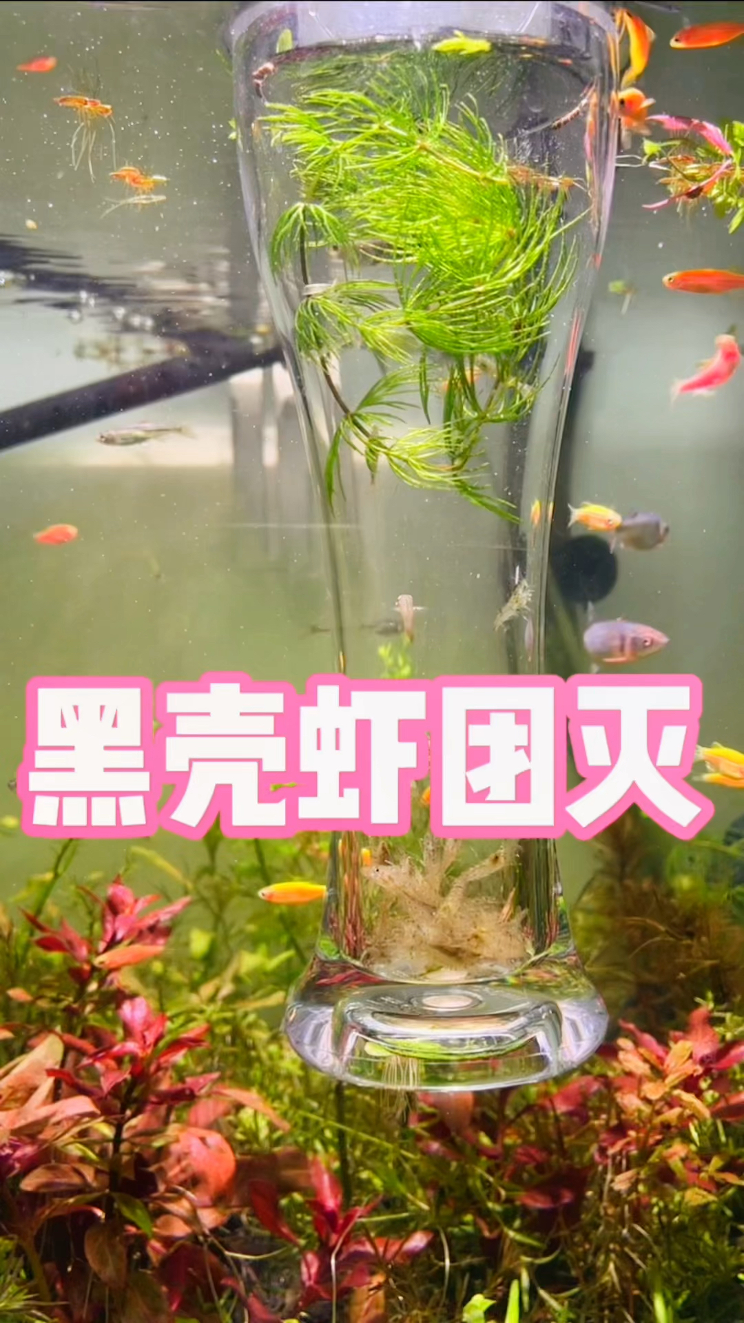 黑壳虾饲养千万要注意这五点,避免团灭!#水族 #黑壳虾 #养鱼日记