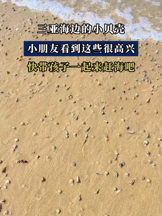 三亚海边的小贝壳,小朋友看到这些很高兴