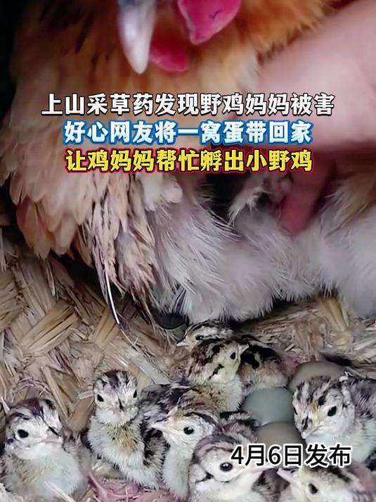上山采草药发现野鸡妈妈被害,好心网友将一窝蛋带回家,让鸡妈妈帮忙孵出小野鸡