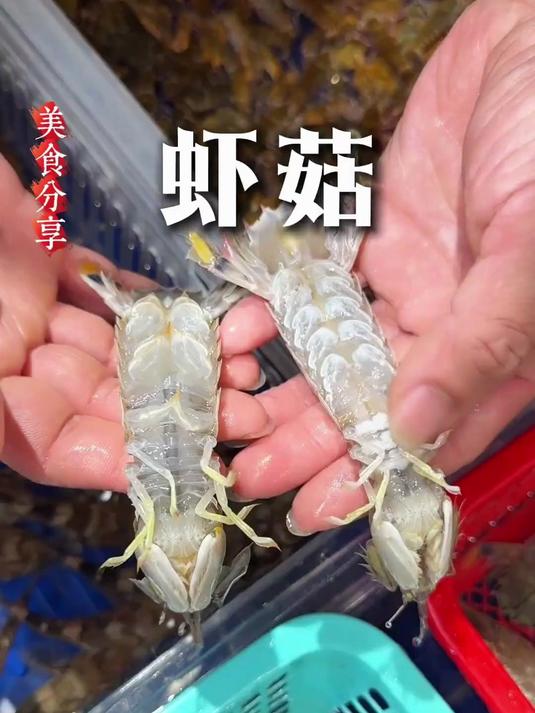 只只带膏，又大又肥的虾菇！