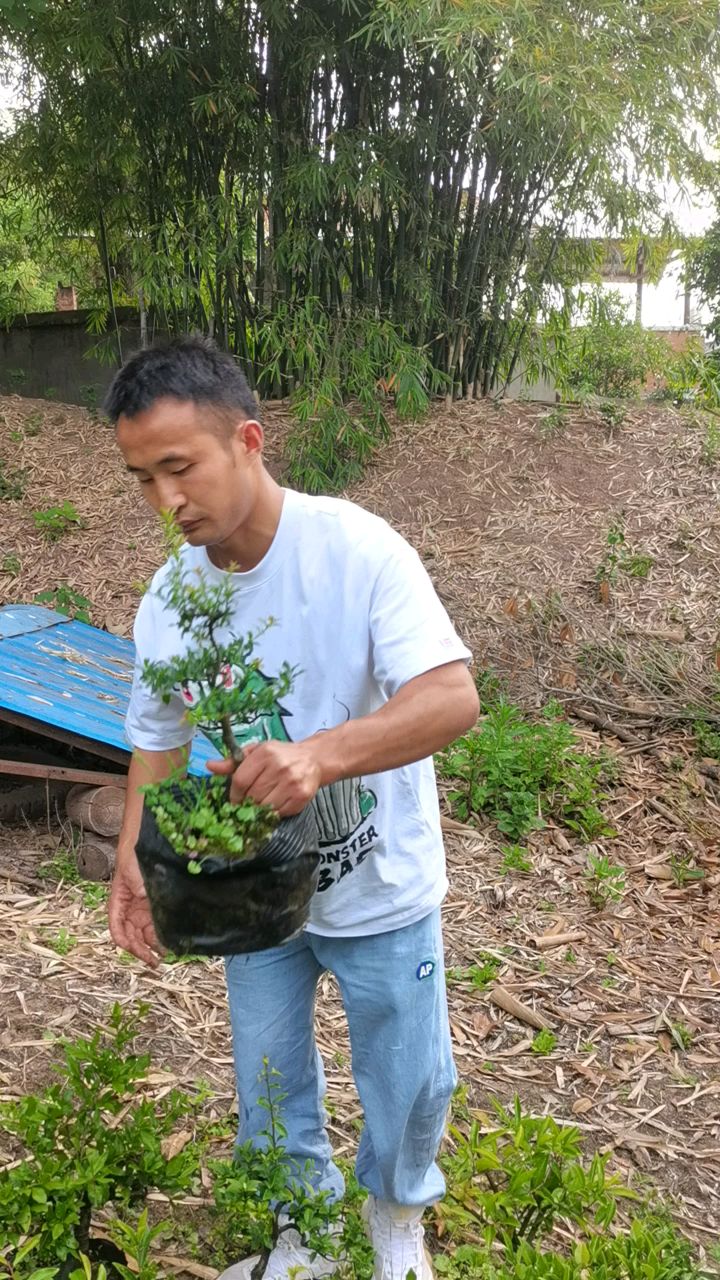 原生小叶红芽稀有品种