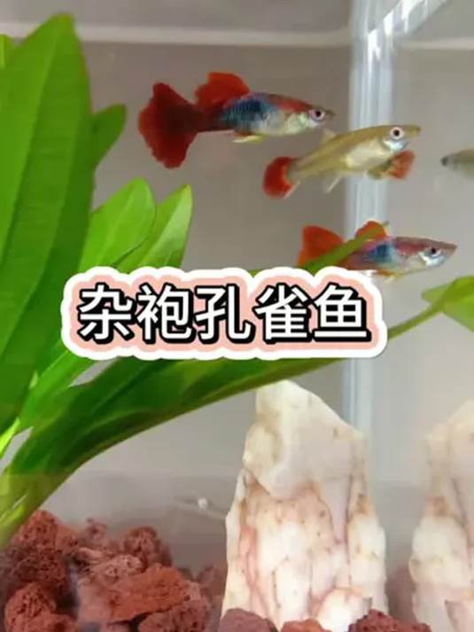 想让水族箱绚丽多彩?杂袍孔雀鱼是绝佳选择
