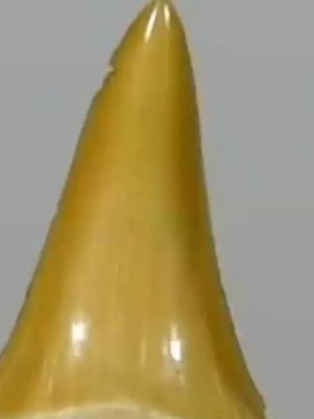 鲨鱼的牙齿和液压机相比谁更厉害？