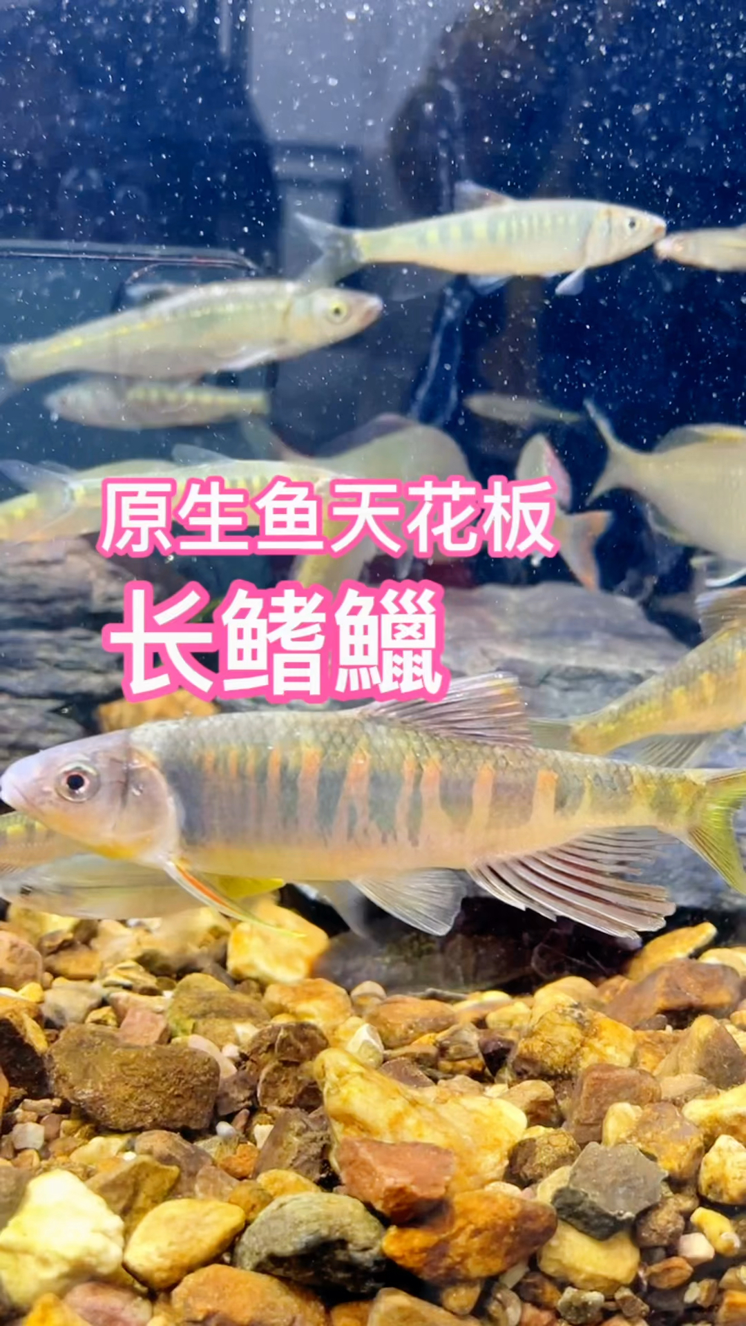 来咯,来观赏咯～ 原生鱼的天花板-长鳍鱲。#水族 #长鳍鱲 #原生缸