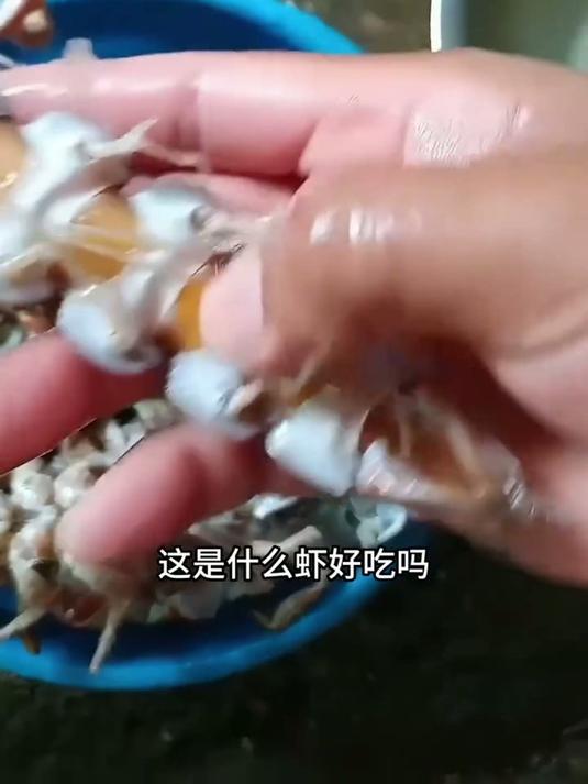 一口气带你认识12种常见虾类，这些美味你尝过几种？