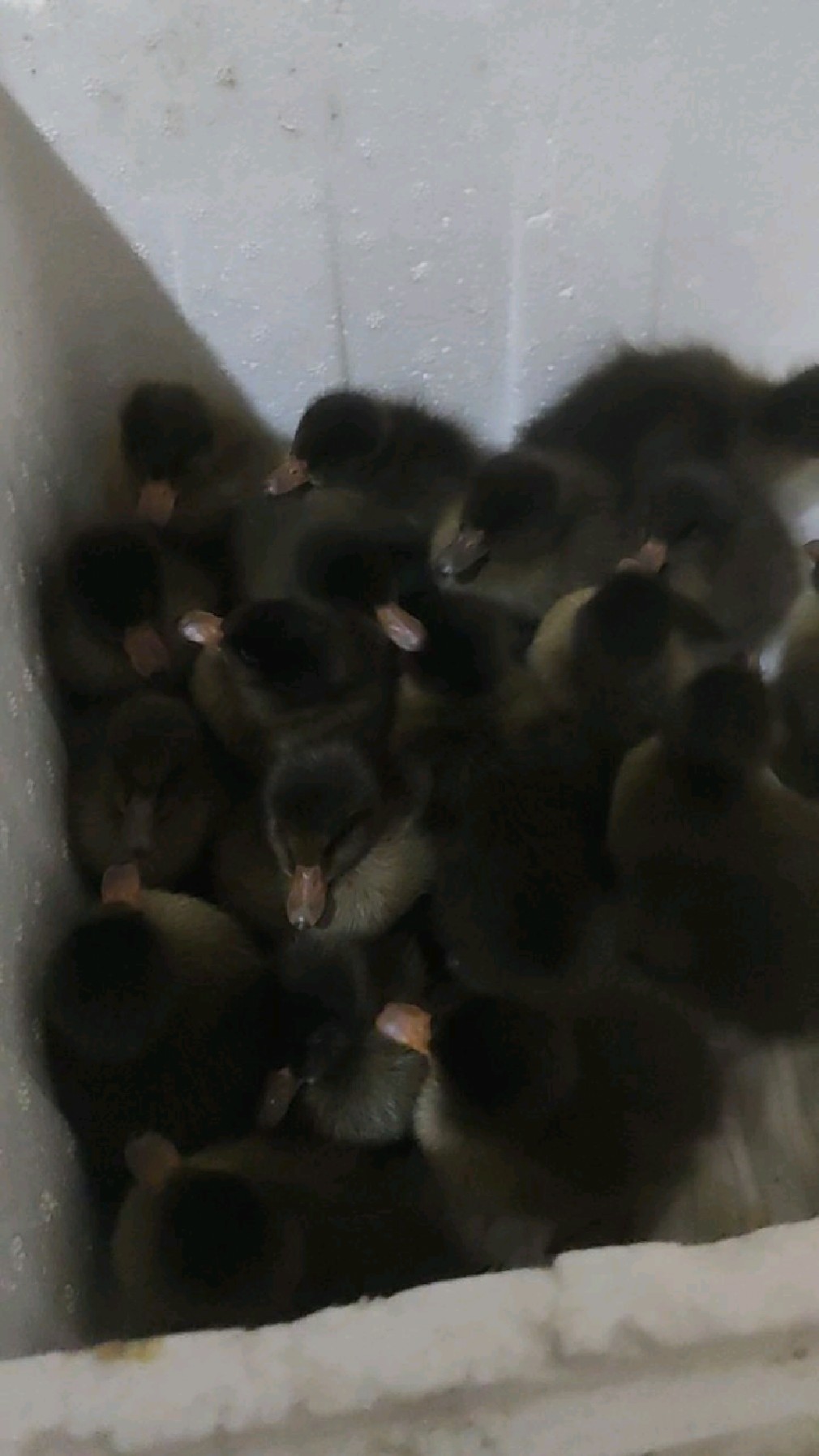 【奇闻】鸭子变异了,这个是腾鸭!能长18斤