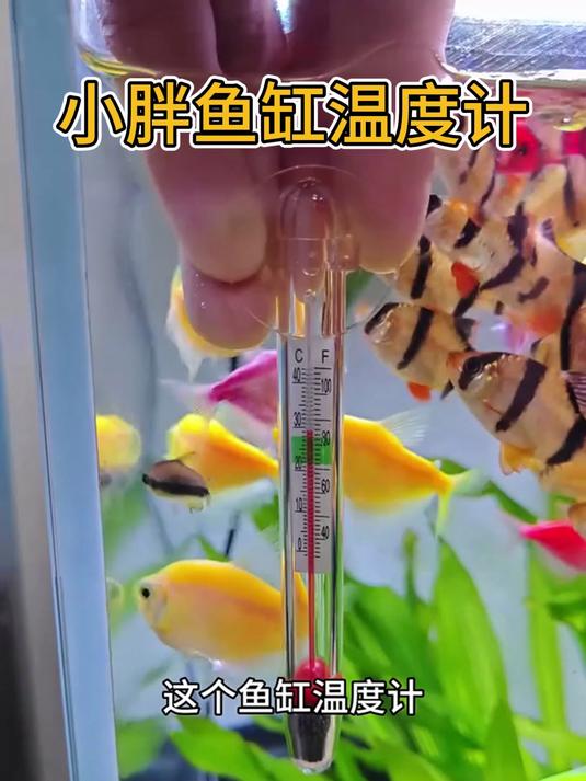 低温也报警,秋冬水温低了提醒!热带鱼怕冷,及时加热不生病