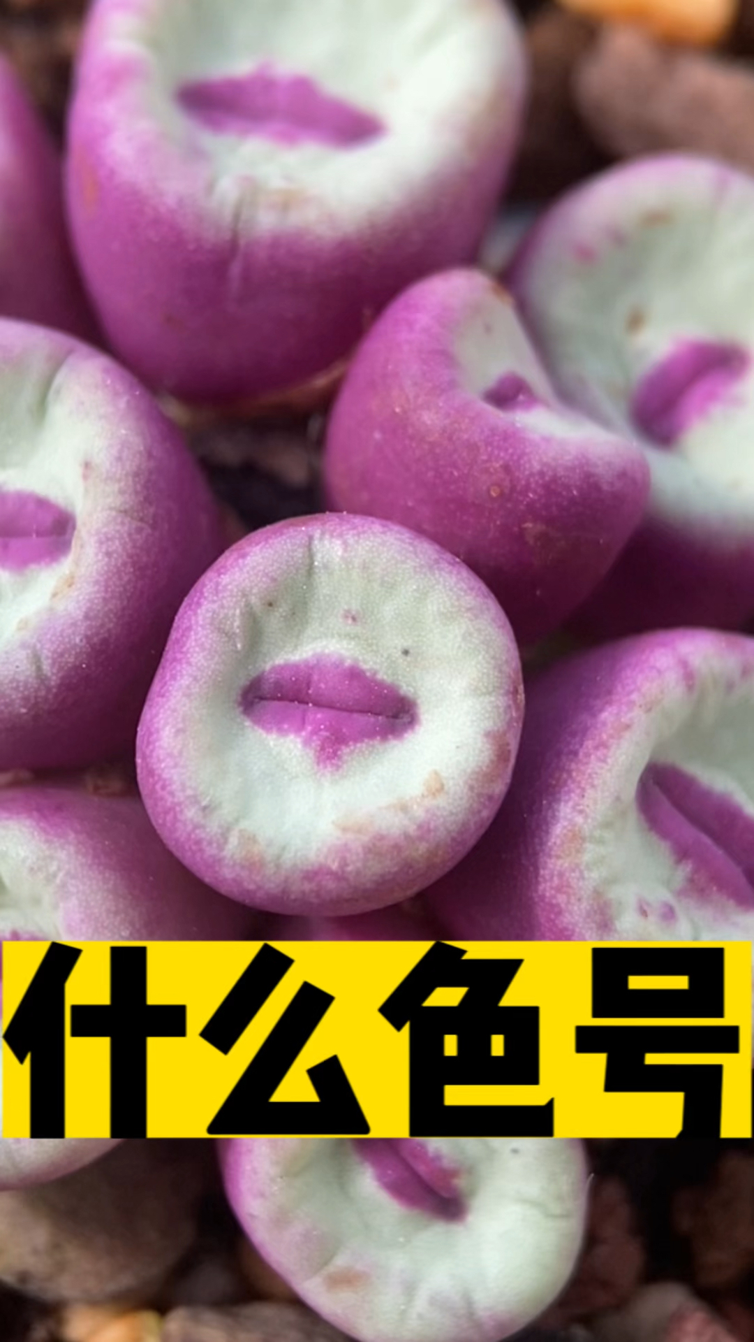 肉锥小红嘴 什么色号