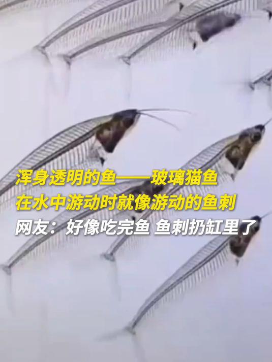 浑身透明的鱼——玻璃猫鱼