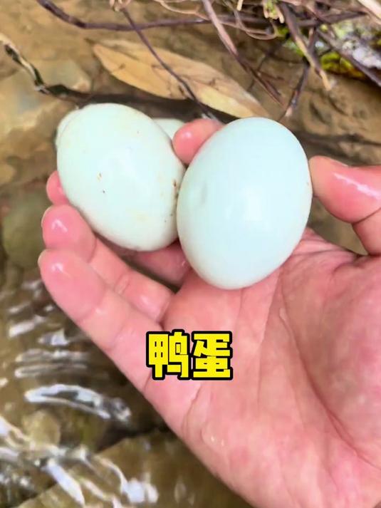 小鸭子乱下蛋蛋