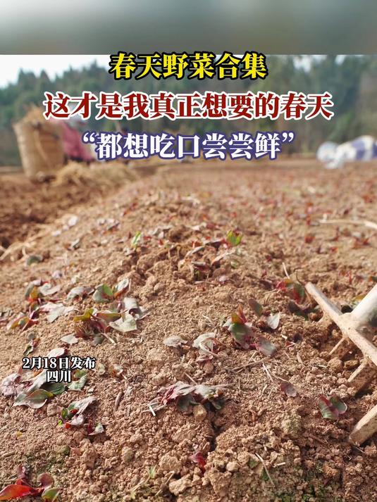 春天野菜合集,这才是我真正想要的春天,“都想吃口尝尝鲜”