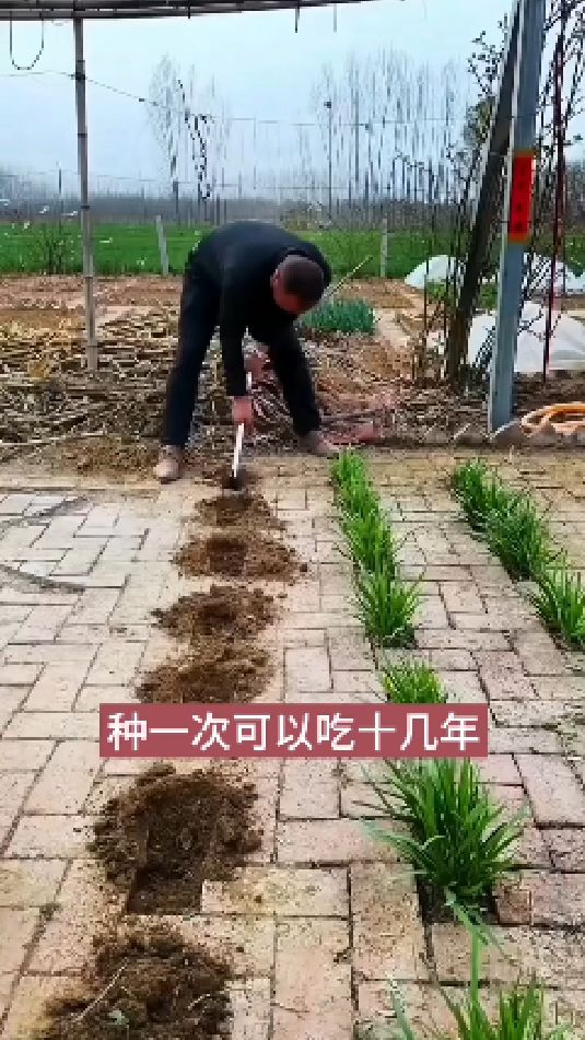自己在家种韭菜