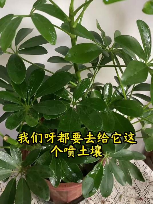 鸭掌木招虫子该怎么办?