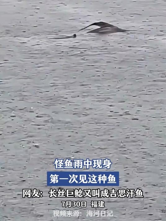 发现一条怪鱼，下大雨的时候它就出现，网友：长丝巨鲶