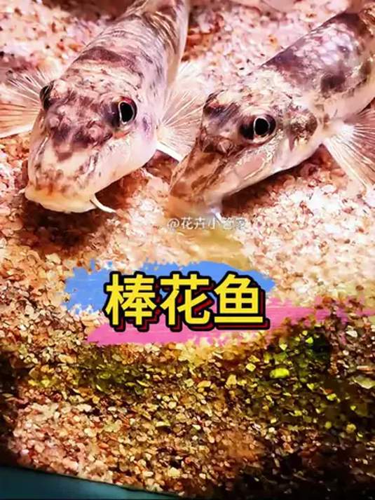 鱼缸清洁神器!棒花鱼入缸,底砂垃圾全清光