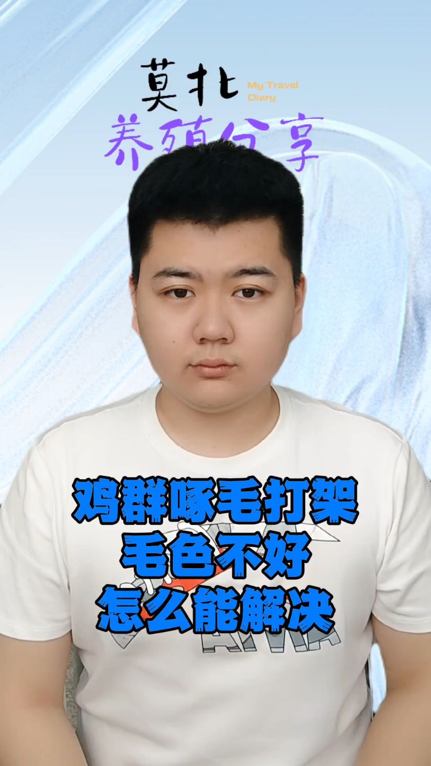 #鸡互相啄毛主要原因有哪些鸡相互啄毛的主要原因鸡吃自己的毛怎么解决鸡喜欢啄鸡毛怎么