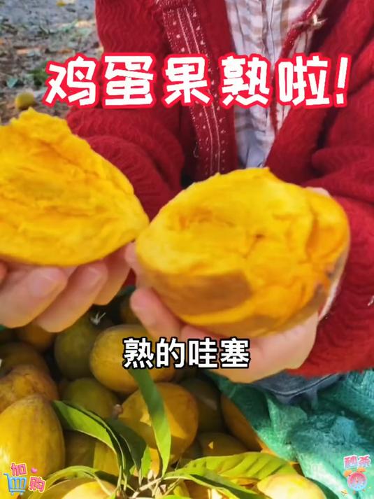 连吃 3 天的鸡蛋果，到底有什么魔力？我来给你答案