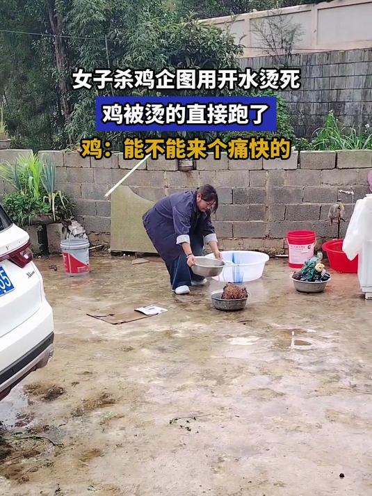 女子杀鸡企图用开水烫死,鸡被烫的直接跑了