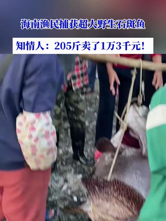 海南渔民捕获超大野生石斑鱼,知情人:205斤卖了1万3千元!