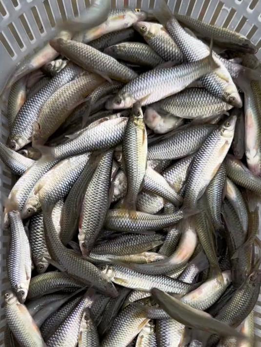 那个才是最难钓的小鱼？麦穗？鳑鲏？爬地虎……