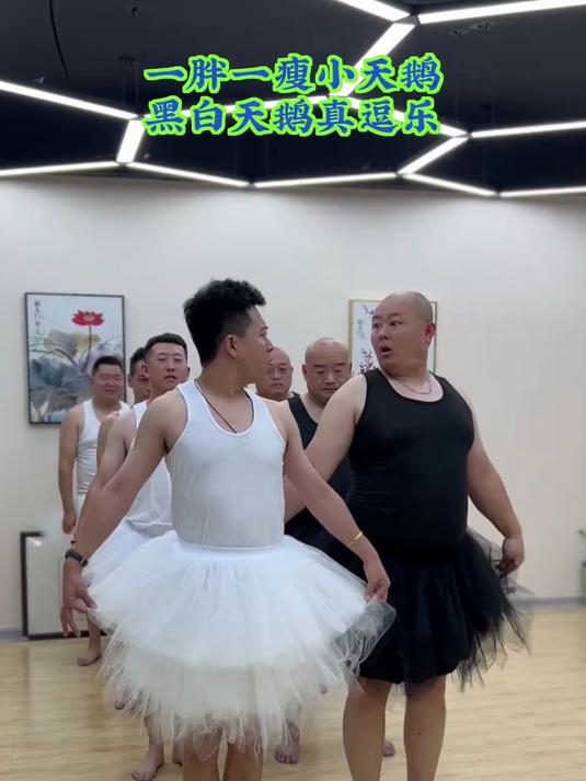 黑白天鹅真逗乐