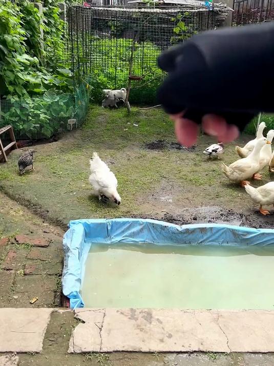 今天在小院给鸡鸭鹅狗猫们搞了个聚餐团建！