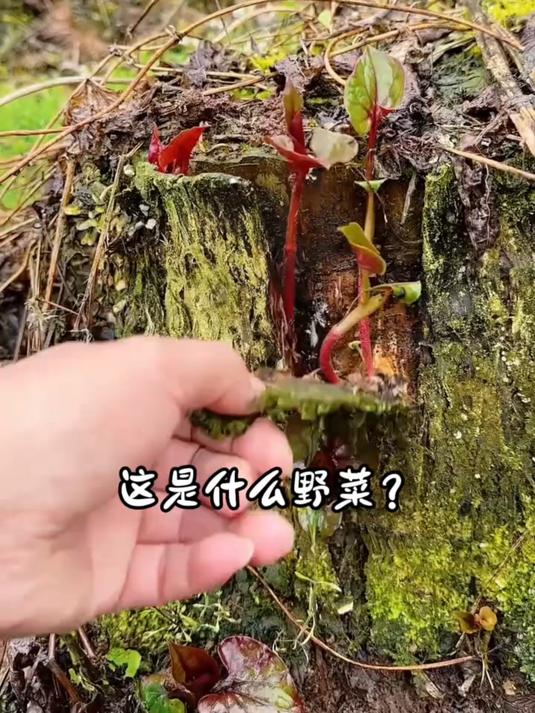 农村常见的野菜,你都吃过哪几种呀?